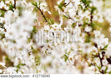 Hawthorn Flowers In Spring Macro Blossom Beautiful