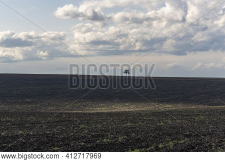 Loneley Fir Tree On Black Fallow Field With Spot Of Sunlight And Clouds In Autumn.