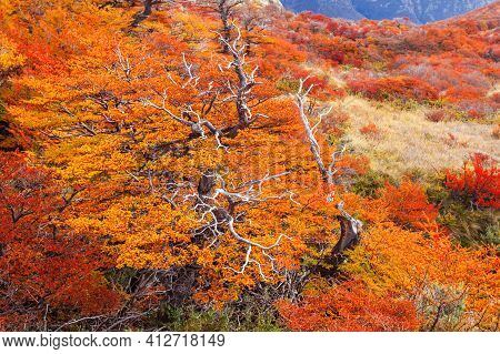 Golden Forest In Patagonia