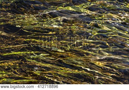 Green Plants In A Small Stream, Creeck, With Sun Glistering.