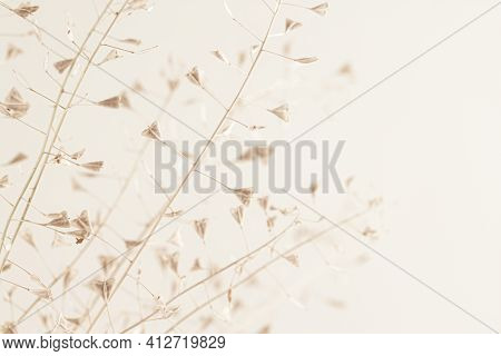 Little Rose-beige Flower Dry Lady's-purse Buds Bouquet With Side View For Romantic Macro Nature Wall