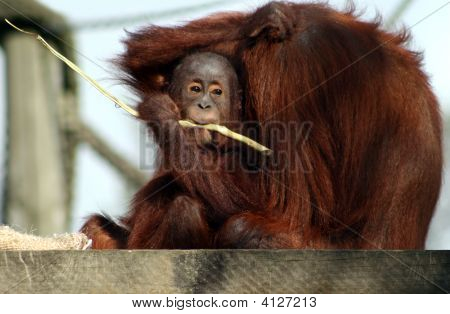 Orangotang