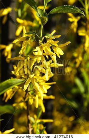 Forsythia fiori Bush
