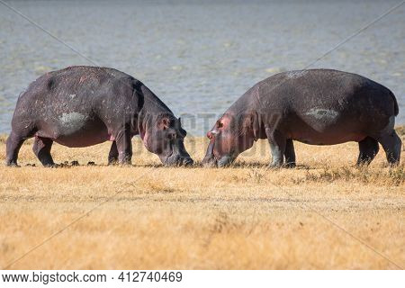 Pair Of Hippos Facing Each Other On The Shores Of Lake Magadi, In The Ngorongoro Crater Conservation