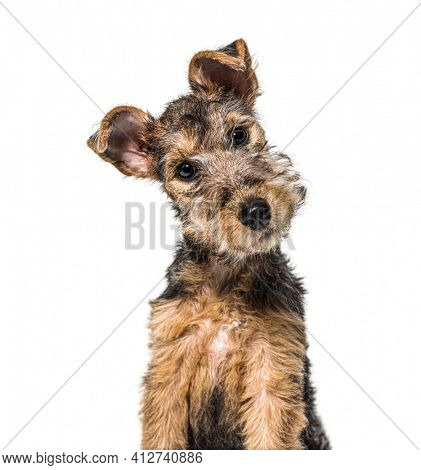 portrait of a Young Grizzle and tan Lakeland Terrier dog sitting, three months old
