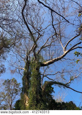 Creepers And Moss Growth On A Tall Tree In The Forests Of Thattekad In The South Indian State Of Ker