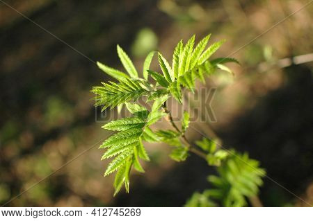 Young Green Leaves On A Tree Branch Under The Rays Of The Spring Sun