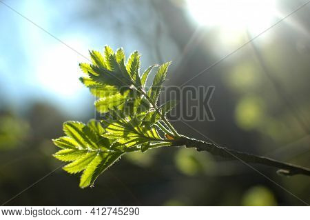 Young Green Leaves On A Tree Branch Under The Rays Of The Spring Sun
