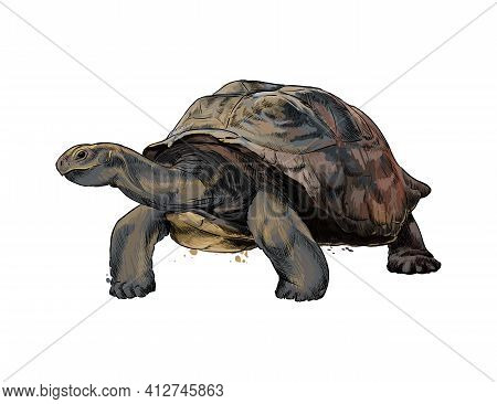 Galapagos Turtle From A Splash Of Watercolor, Colored Drawing, Realistic. Vector Illustration Of Pai
