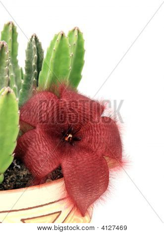 Stapelia