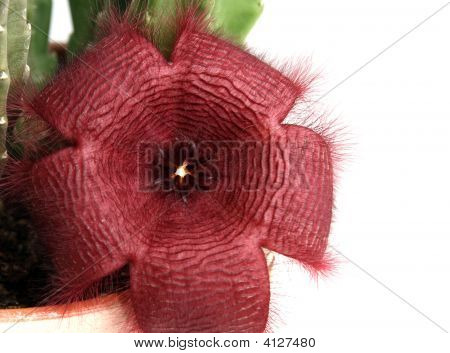 Stapelia