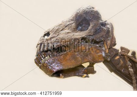 The Skull Of The Herbivorous Dinocephalus Ulemosaurus (latin: Ulemosaurus Svijagensis) On A White Ba