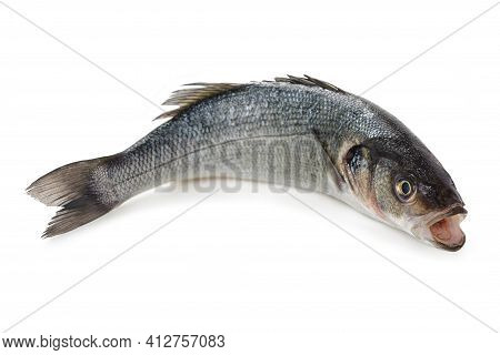 Fresh Sea Bass Isolated On White Background