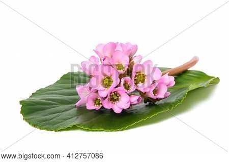 Bergenia Crassifolia Flowers Isolated On White Background