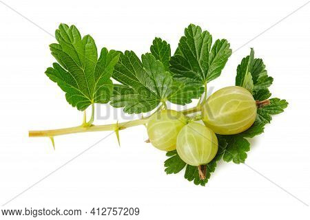 Gooseberry (ribes Uva-crispa) Isolated On White Background