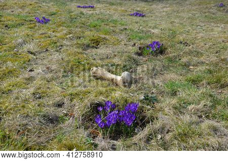 Although It Is The Bone Of A Large Animal Lying Next To A Cluster Of Crocuses Somewhere Far Away On 