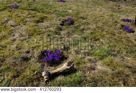 Although It Is The Bone Of A Large Animal Lying Next To A Cluster Of Crocuses Somewhere Far Away On 