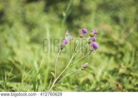 A Silver-washed Fritillary Butterfly (argynnis Paphia) Sits On A Greater Knapweed Flower (centaurea