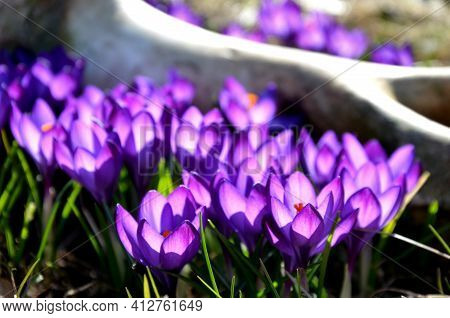 Although It Is The Bone Of A Large Animal Lying Next To A Cluster Of Crocuses Somewhere Far Away On 