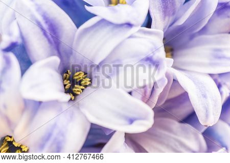 Hyacinth Flowers Macro Purple Background, Shallow Debth Of Field