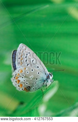 Butterfly In A Meadow In Summer, Close-up Of A Macro, Shallow Debth Of Field