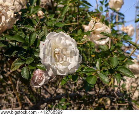 Evening View Of A Blossoming White Flower On A Wild Rose Bush On Yehuda Alkalai Street In The Old Je