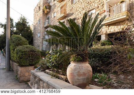 Evening View Of A Palm Tree In A Large Jug And Green Ornamental Shrubs On Benjamin Disraeli Street I