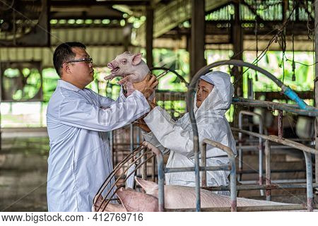 Asian Veterinarian With Assistant Holding And Checking The Baby Pig In Hog Farms, Animal And Pigs Fa