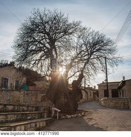 1500 Years Old Terebinth (terpentine) Tree In The Middle Of Apesia Village, Cyprus. Backlit Silhouet