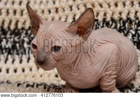 Cute Little Sphinx Cat. Don Sphynx Kitten On A Black And White Background
