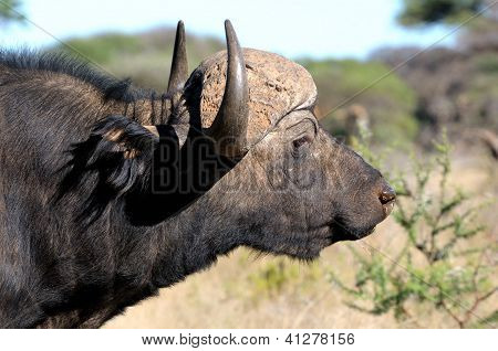 Cape Buffalo portræt