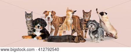 Group Of Eight Cats And Dogs Isolated On A Pink Pastel Background