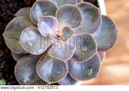 Green Saculent Flowers On A Wooden Background In A White Vase With A Place For Text