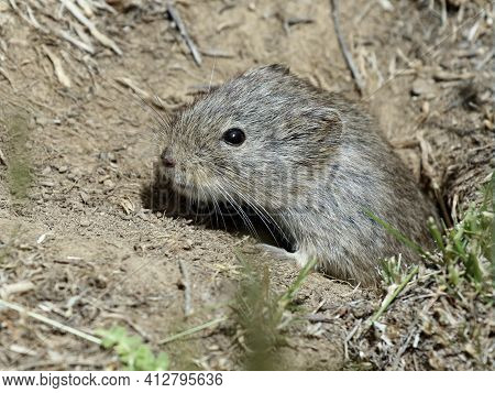 A Sagebrush Vole Peeking Out Of A Burrow