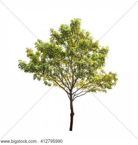 small camphor tree isolated on white background