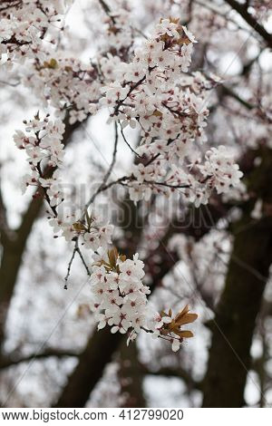 Tree Blossoming During Spring In Kensington, London In 45 Argyll Rd (w8 7da)