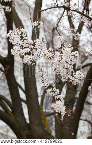 Tree Blossoming During Spring In Kensington, London In 45 Argyll Rd (w8 7da)