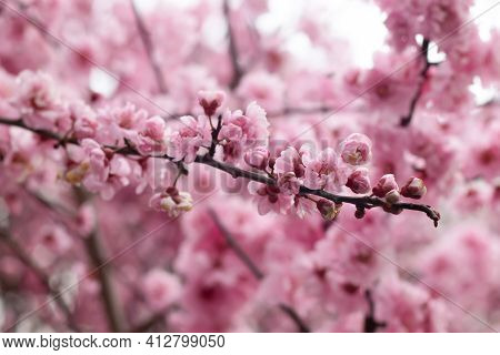 Tree Blossoming During Spring In Notting Hill, London