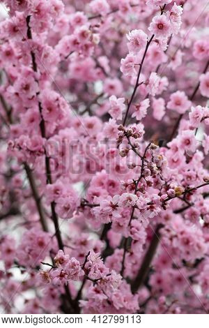 Tree Blossoming During Spring In Notting Hill, London