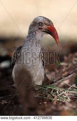 Red-billed Hornbill (tockus Rufirostris) Sitting On The Ground.portrait Of A Bird With A Red Open Be