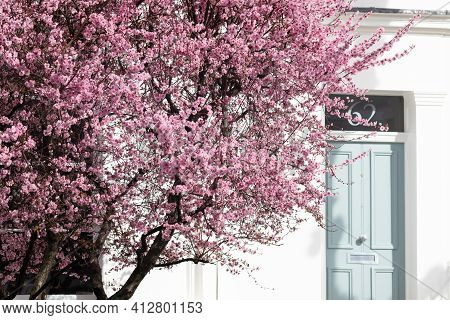 Portland Road, Notting Hill, London, England, United Kingdom - March 05 2021 Tree Blossoming During 