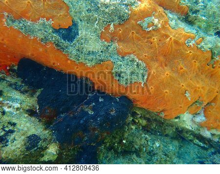 Oyster Sponge Or Orange-red Encrusting Sponge (crambe Crambe) Undersea, Aegean Sea, Greece, Halkidik