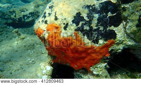 Oyster Sponge Or Orange-red Encrusting Sponge (crambe Crambe) Undersea, Aegean Sea, Greece, Halkidik