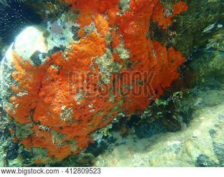 Oyster Sponge Or Orange-red Encrusting Sponge (crambe Crambe) Undersea, Aegean Sea, Greece, Halkidik