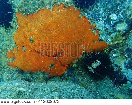 Oyster Sponge Or Orange-red Encrusting Sponge (crambe Crambe) Undersea, Aegean Sea, Greece, Halkidik
