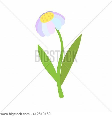 Chamomile Flower. Daisy, Forget-me-not On White Background. Stock Vector Illustration.