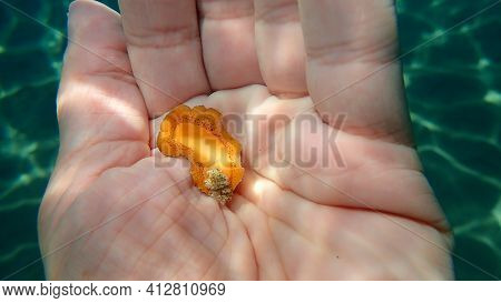 Redbrown Nudibranch Or Redbrown Leathery Doris (platydoris Argo) Undersea On The Hand Of A Diver, Ae