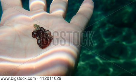 Redbrown Nudibranch Or Redbrown Leathery Doris (platydoris Argo) Undersea On The Hand Of A Diver, Ae