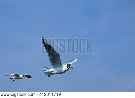 Group Of Seagulls Flying Against The Blue Sky. Most Gulls Belong To The Large Genus Larus. In Everyd