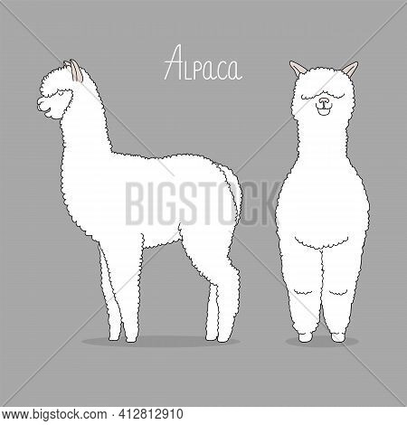 White Lama Vector Illustration. Fas And Profile.